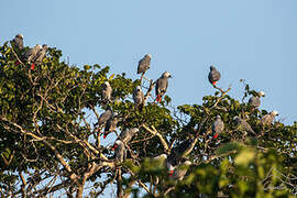 Grey Parrot