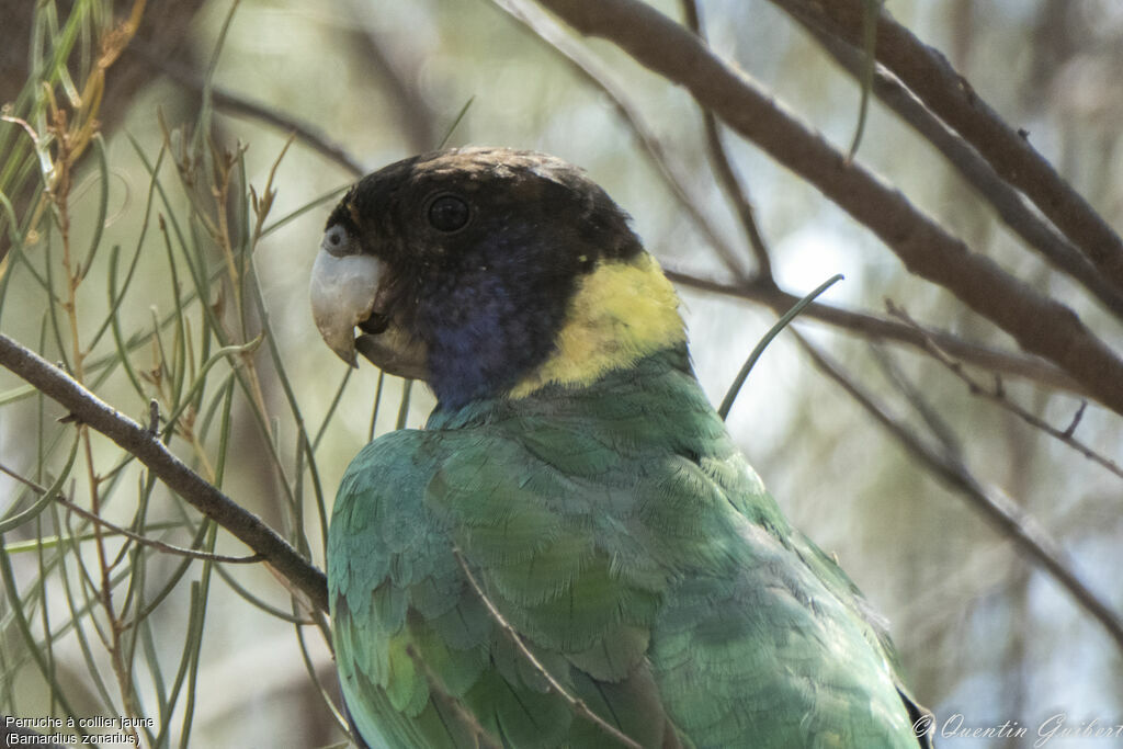 Australian Ringneck, identification, close-up portrait