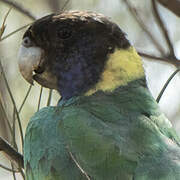 Australian Ringneck