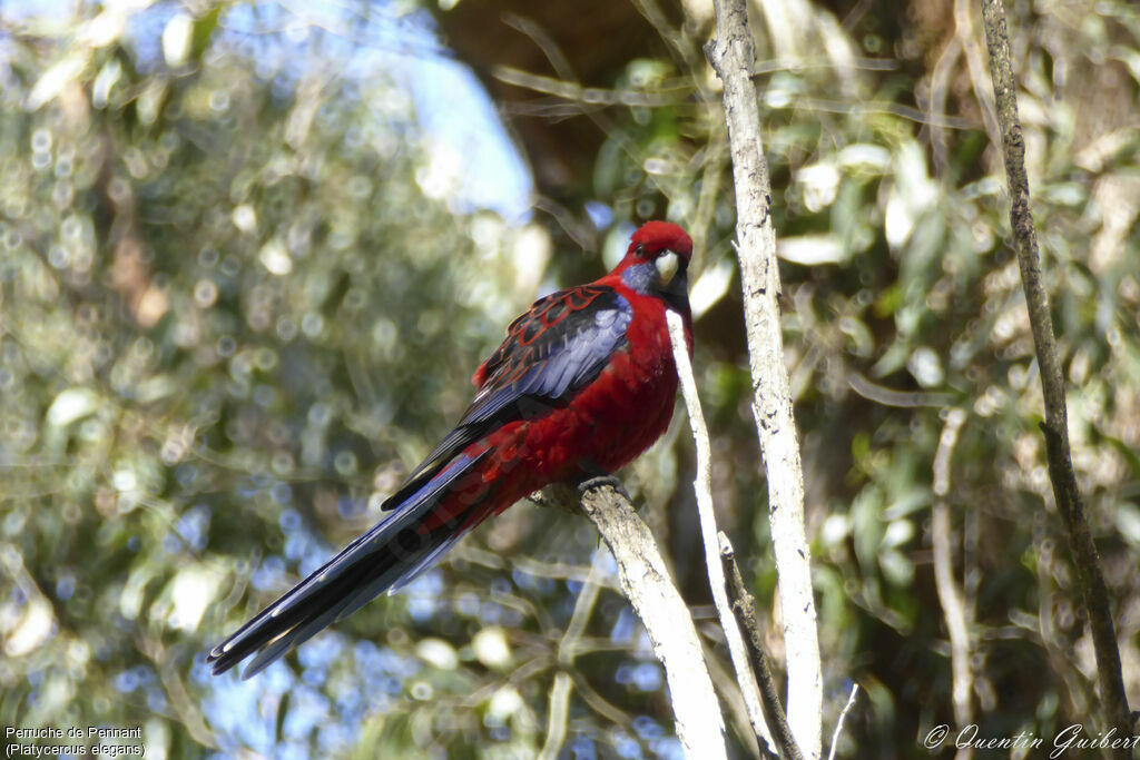 Perruche de Pennant, identification