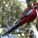 Perruche de Pennant