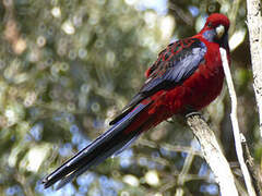 Crimson Rosella