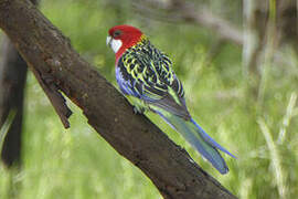 Eastern Rosella