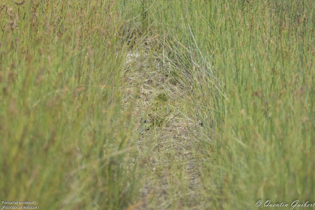 Eastern Ground Parrot, camouflage