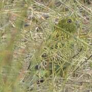 Eastern Ground Parrot