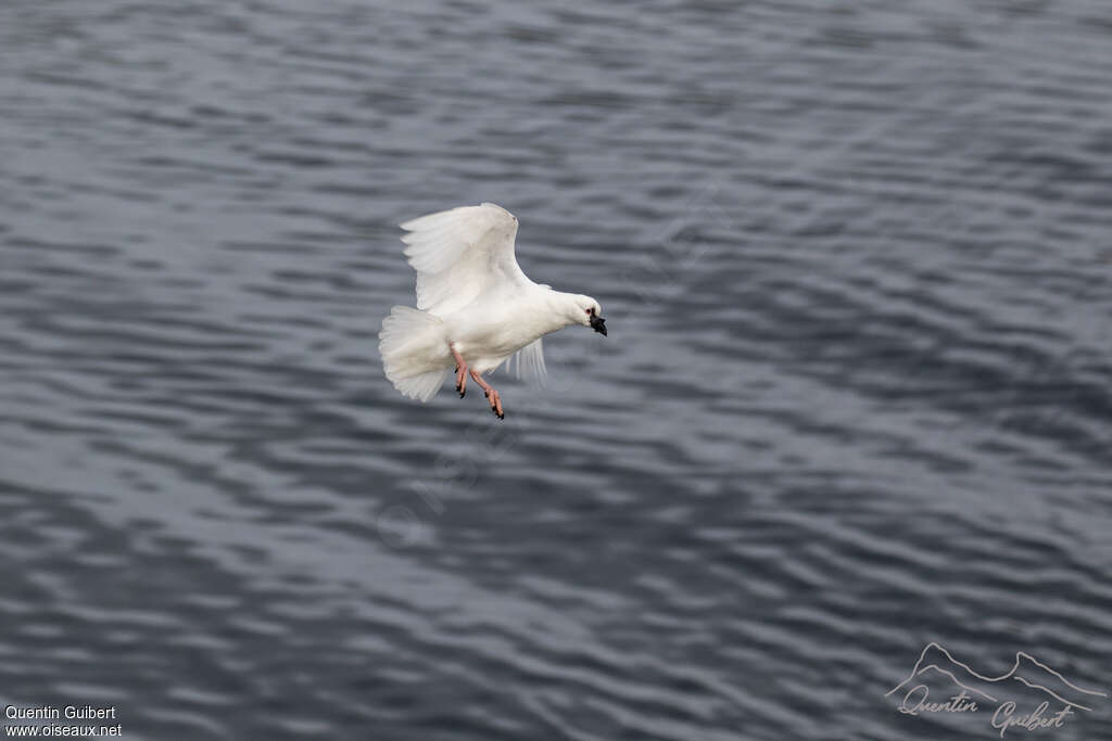 Petit Chionisadulte, identification, pigmentation, Vol