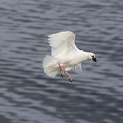 Black-faced Sheathbill