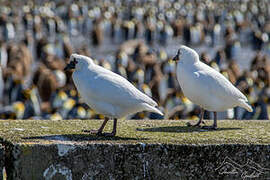 Black-faced Sheathbill