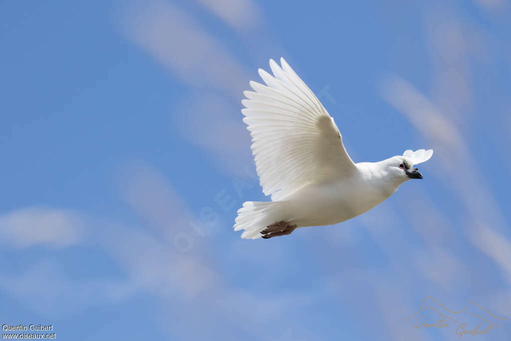 Black-faced Sheathbilladult, pigmentation, Flight