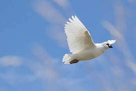 Black-faced Sheathbill