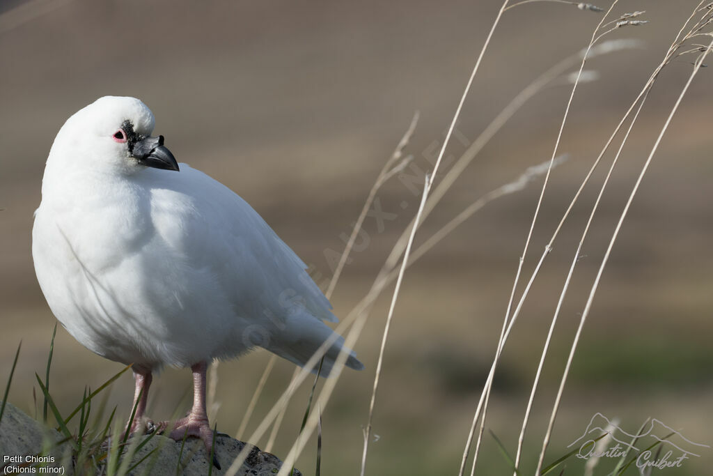 Black-faced Sheathbill