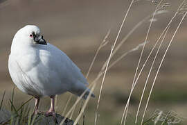 Black-faced Sheathbill