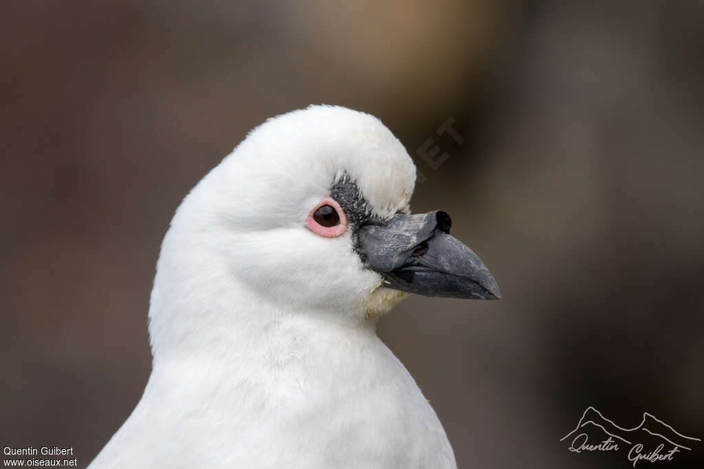 Black-faced Sheathbilladult, close-up portrait