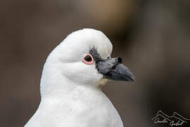 Black-faced Sheathbill