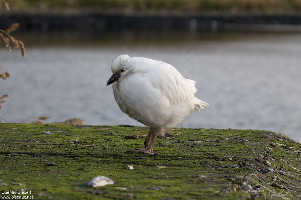 Black-faced Sheathbilljuvenile, identification