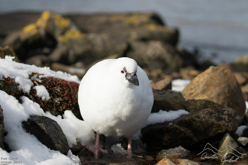 Black-faced Sheathbill