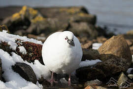 Black-faced Sheathbill