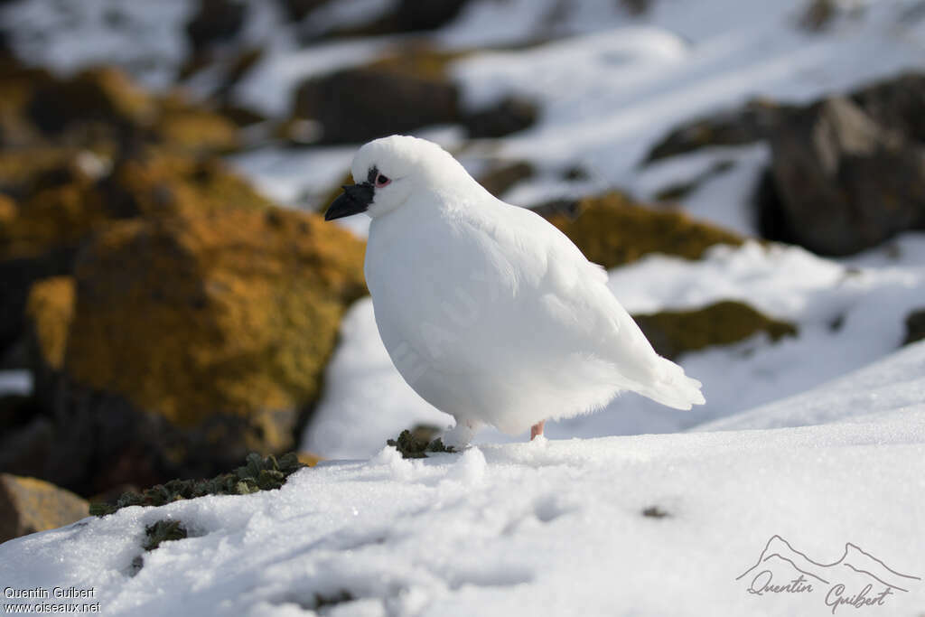 Black-faced Sheathbilladult, habitat, camouflage, pigmentation