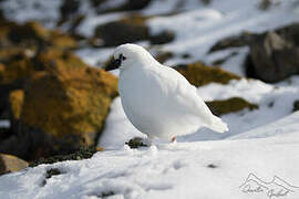 Black-faced Sheathbill