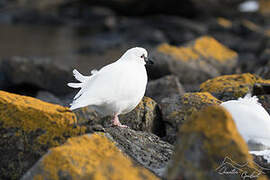 Black-faced Sheathbill