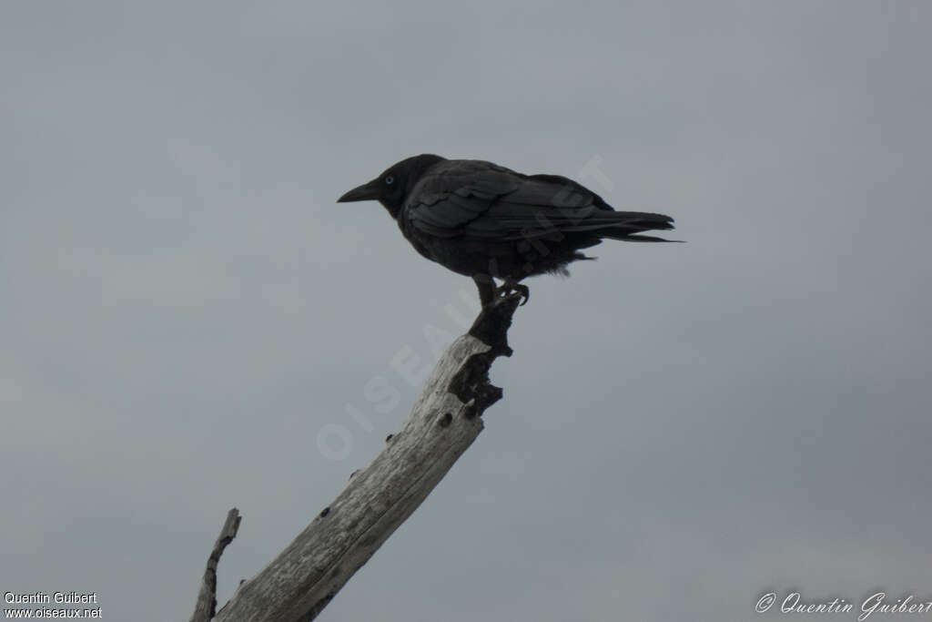 Petit Corbeau, Comportement