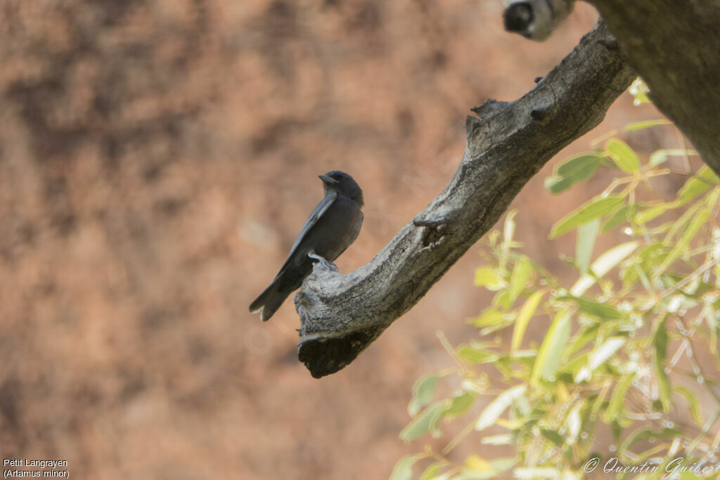 Little Woodswallow