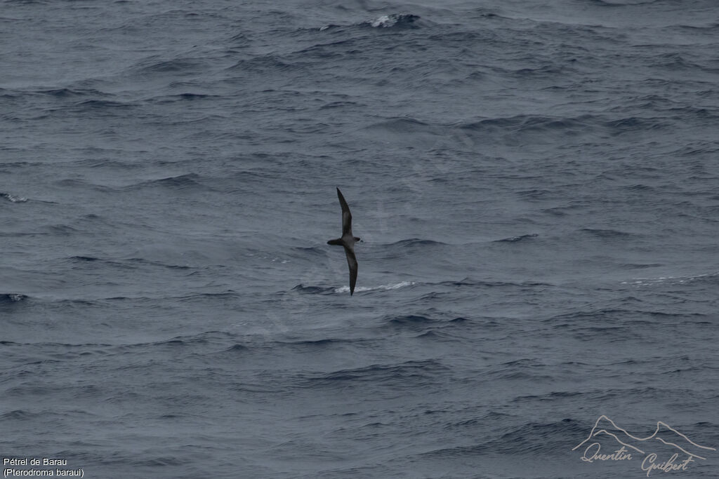 Barau's Petrel