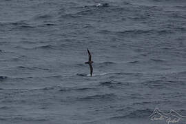 Barau's Petrel