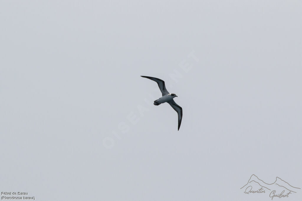 Barau's Petrel, identification, Flight