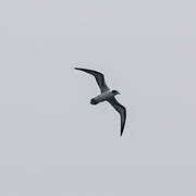 Barau's Petrel