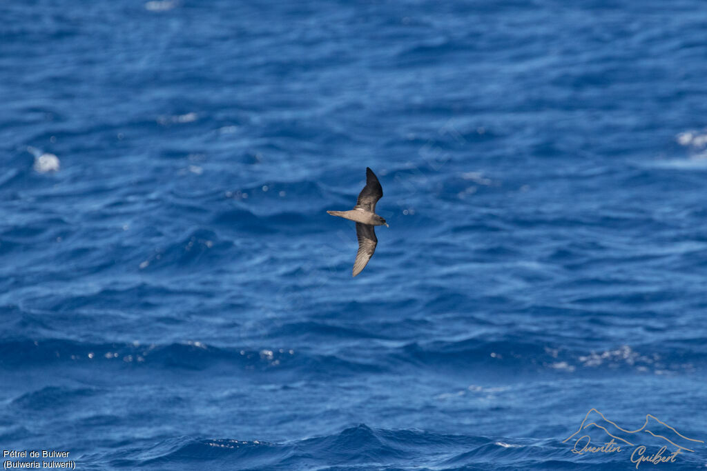 Bulwer's Petrel