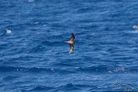 Bulwer's Petrel