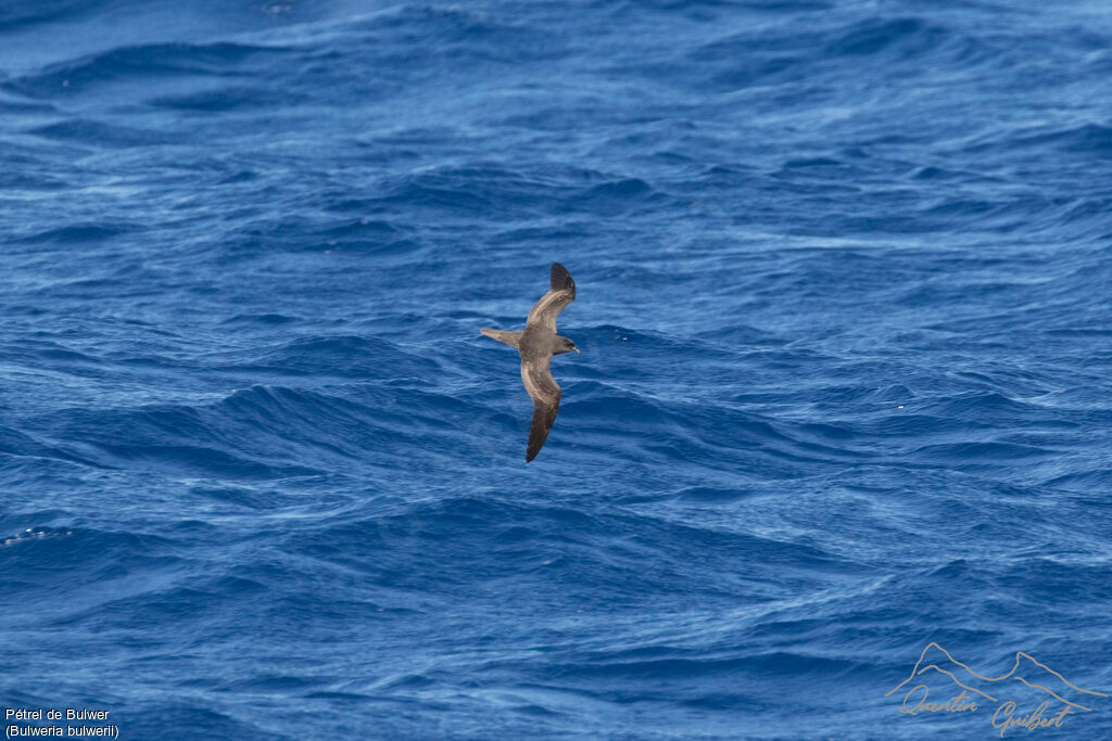 Bulwer's Petrel