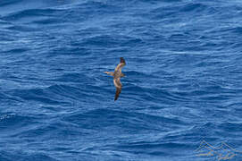 Bulwer's Petrel