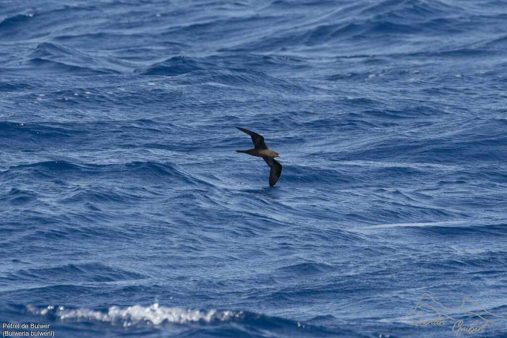 Bulwer's Petrel