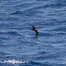 Pétrel de Bulwer