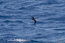 Bulwer's Petrel