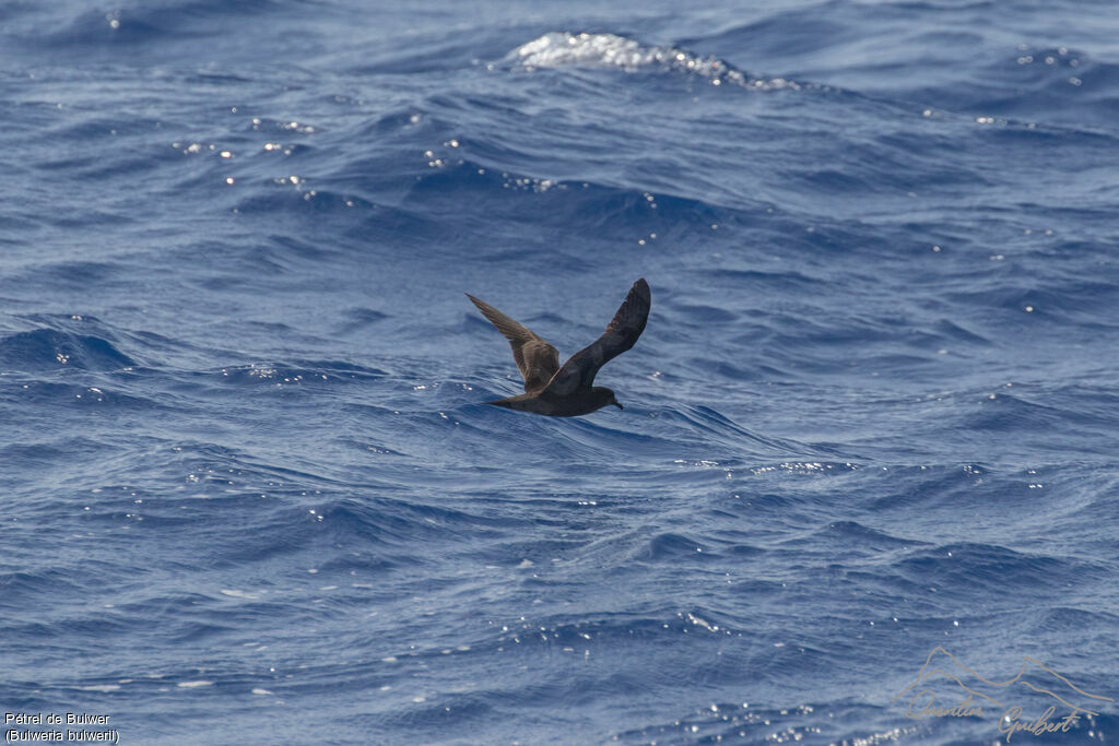 Bulwer's Petrel, identification, Flight