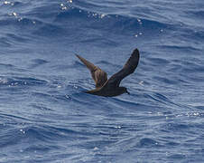 Bulwer's Petrel