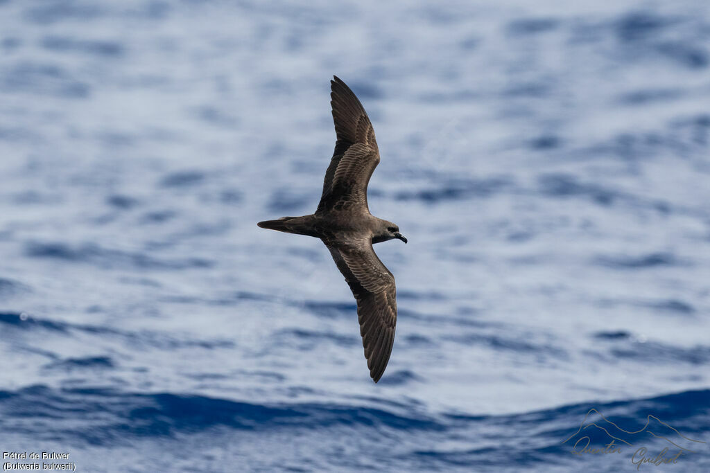 Bulwer's Petrel, aspect, Flight