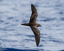 Bulwer's Petrel