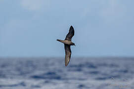 Bulwer's Petrel