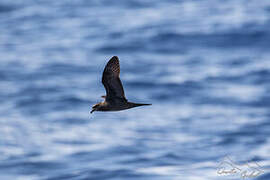 Bulwer's Petrel