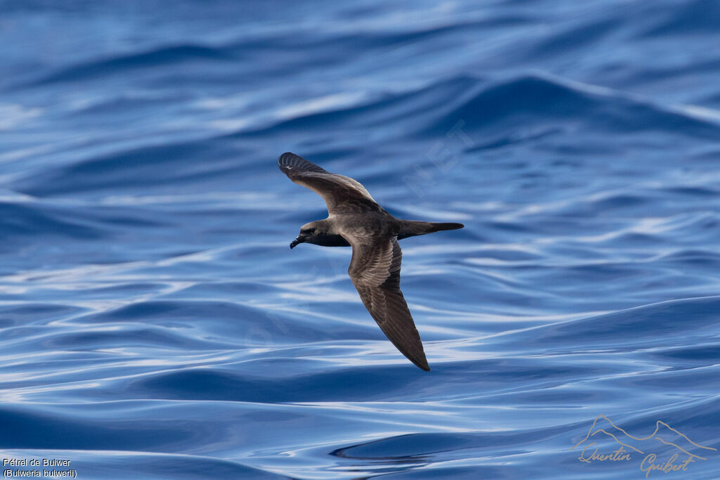 Bulwer's Petrel, identification, Flight