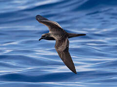 Bulwer's Petrel