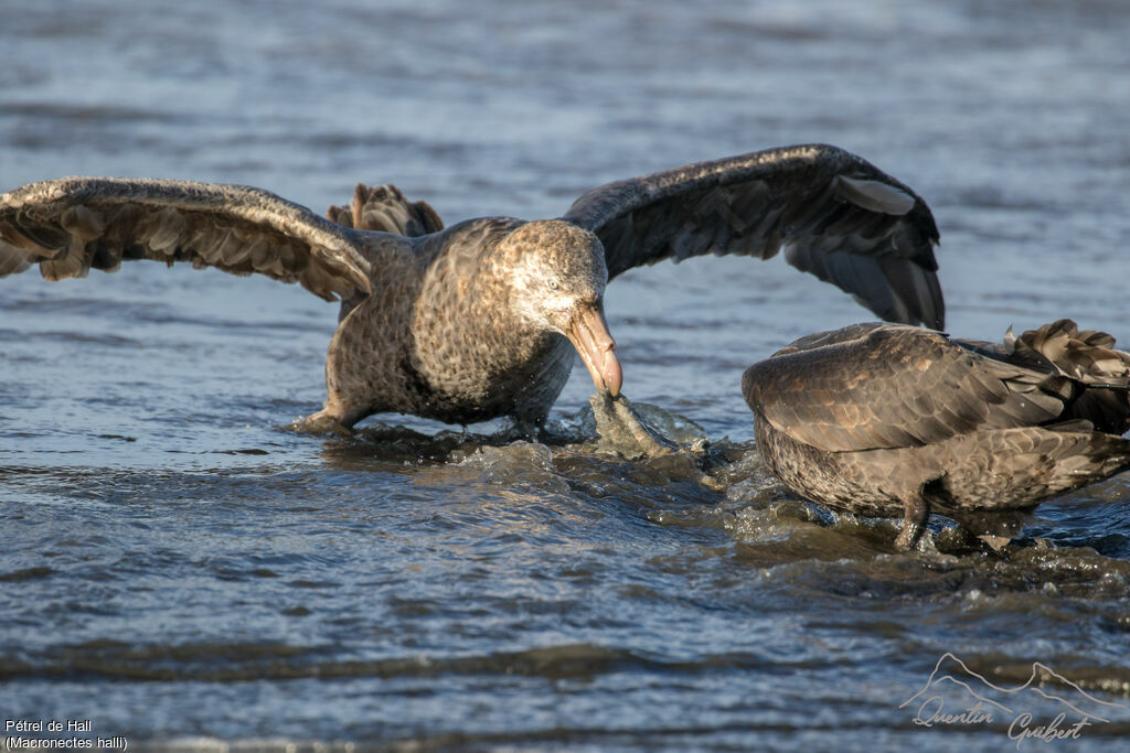 Northern Giant Petrel