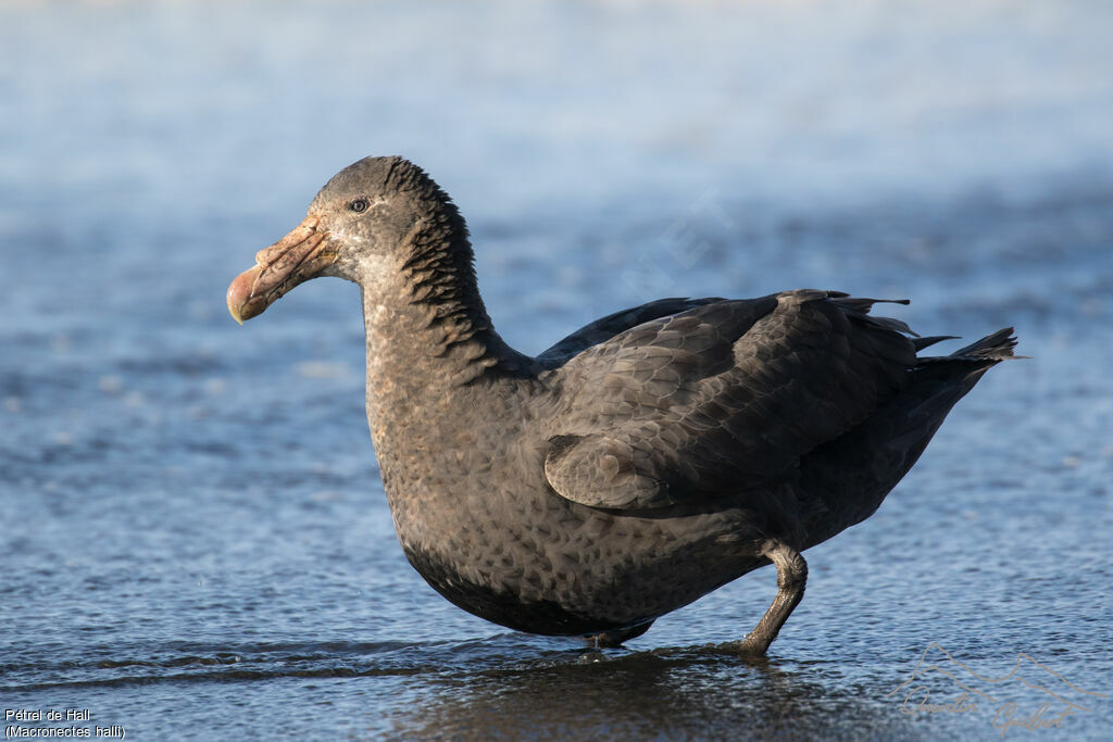 Northern Giant Petrel