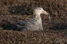 Northern Giant Petrel