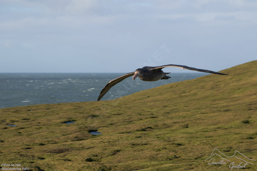 Northern Giant Petrel