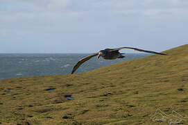 Northern Giant Petrel